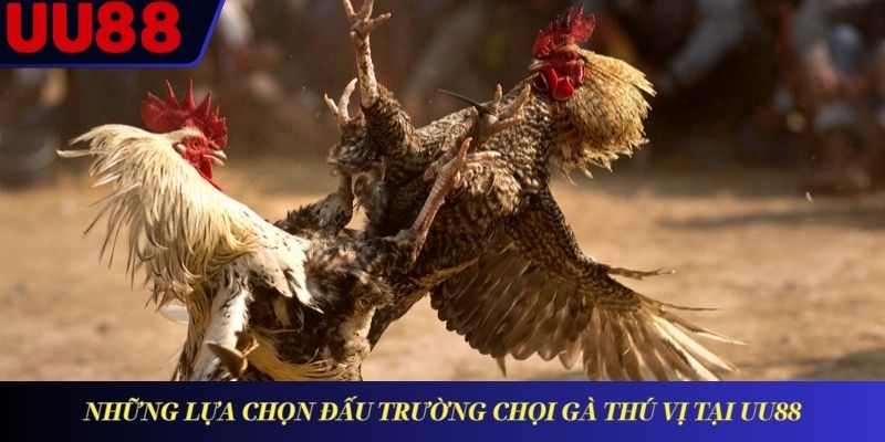 Những lựa chọn đấu trường chọi gà thú vị tại UU88